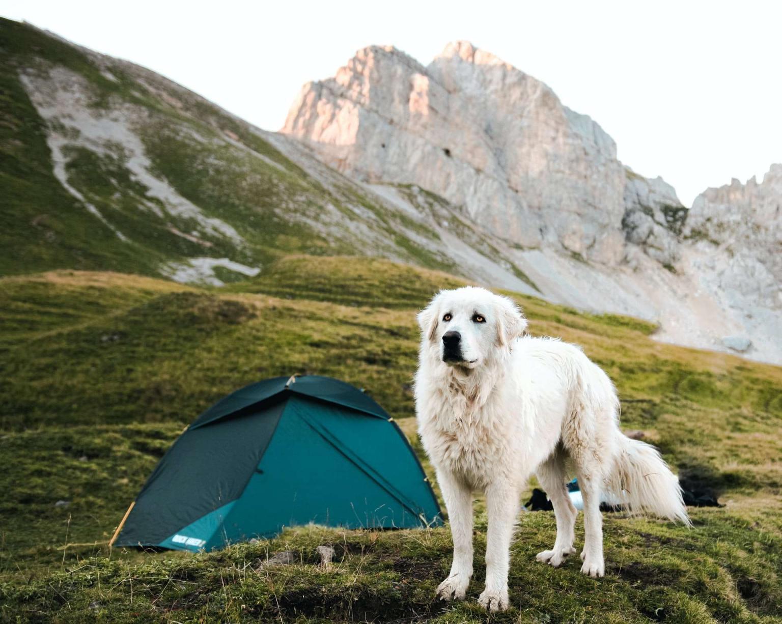 Taking Dogs Camping 5 Key Tips for a Happy Life