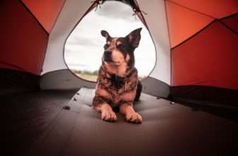 Camping with dogs lucky