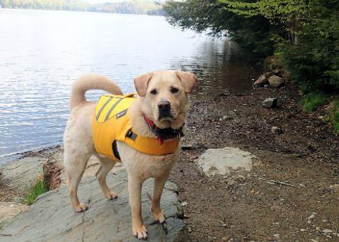 Ruff Wear Float Coat