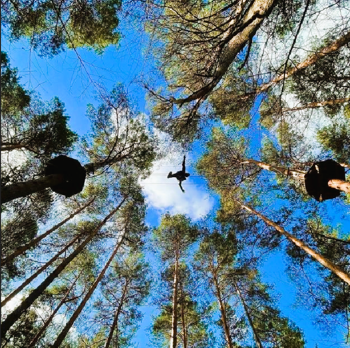 a person very high up in the trees at go ape treetop challenge