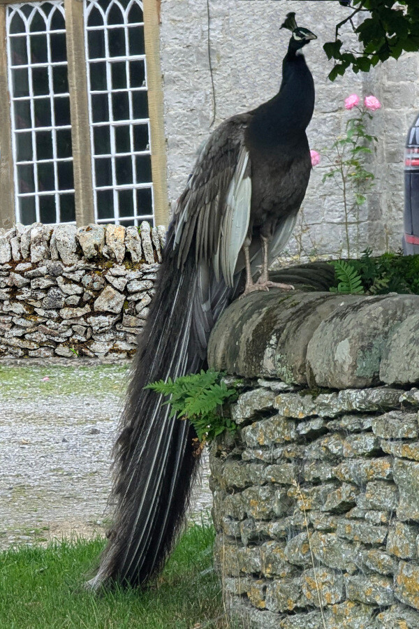 a black shouldered peacock that has a blue black neck and grey plummage. Rare bird 