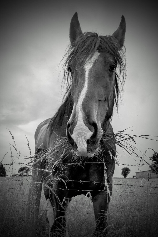 a horse chewing some grass in black and white