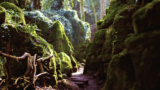 Discover the Magic of Puzzlewood: An Enchanting Adventure Awaits